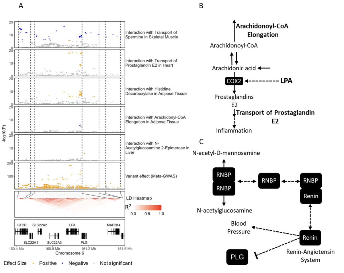 Metabolic fluxes🔄(metabolite turnover rates) can be imputed from transcriptomic data!

👉Genetically proxied fluxes influence cardiovascular risk nature.com/articles/s4146…

👉New work shows they also influence how risk alleles affect disease susceptibility medrxiv.org/content/10.110…