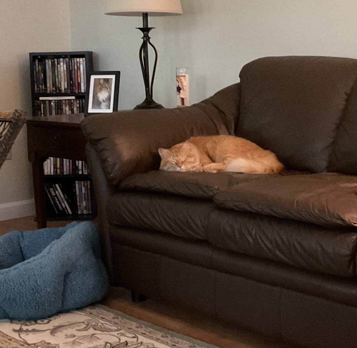 UVHumaneSociety's tweet photo. Let's check in with Spaghetti! (now named Jack) 🐈

#HappyTailsupdate https://t.co/iv1GaA0MpD