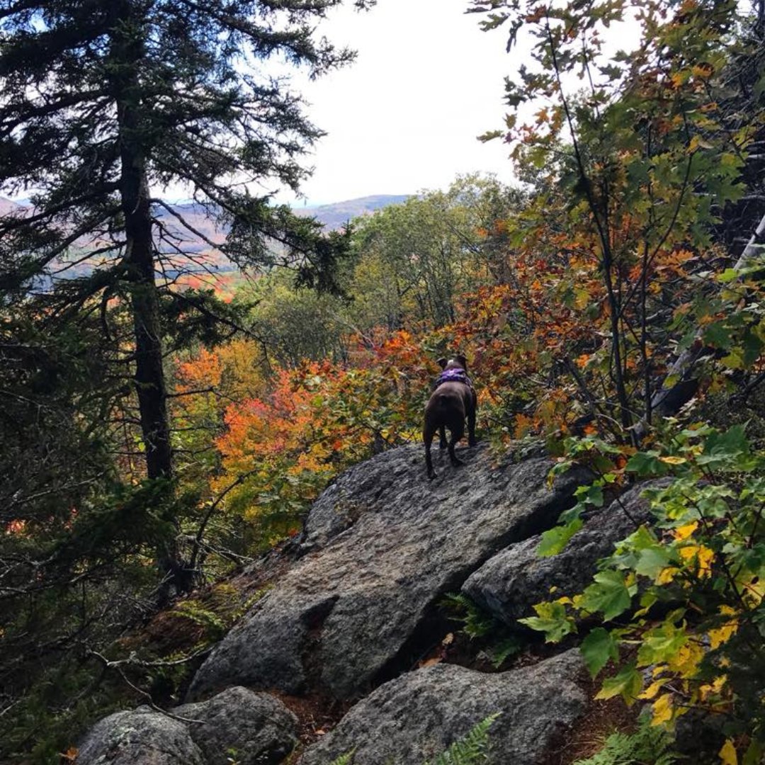 ExploreKeene's tweet photo. Embrace the beauty of Mount Monadnock! Discover Cheshire County's iconic 3,165-ft peak with its stunning views, various trails, and camping spots. Whether you're a seasoned hiker or a nature enthusiast, Mount Monadnock is perfect for you! Learn more: https://t.co/5gynYMwF2q https://t.co/6W7Li4bHRA