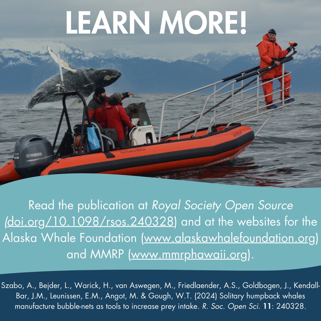 We are excited to announce a new collaborative publication between reseachers from the Alaska Whale Foundation and MMRP. This study describes a unique "tool-use" behavior found solely in humpback whales: solitary bubble-net feeding.

Check it out at: royalsocietypublishing.org/doi/10.1098/rs…