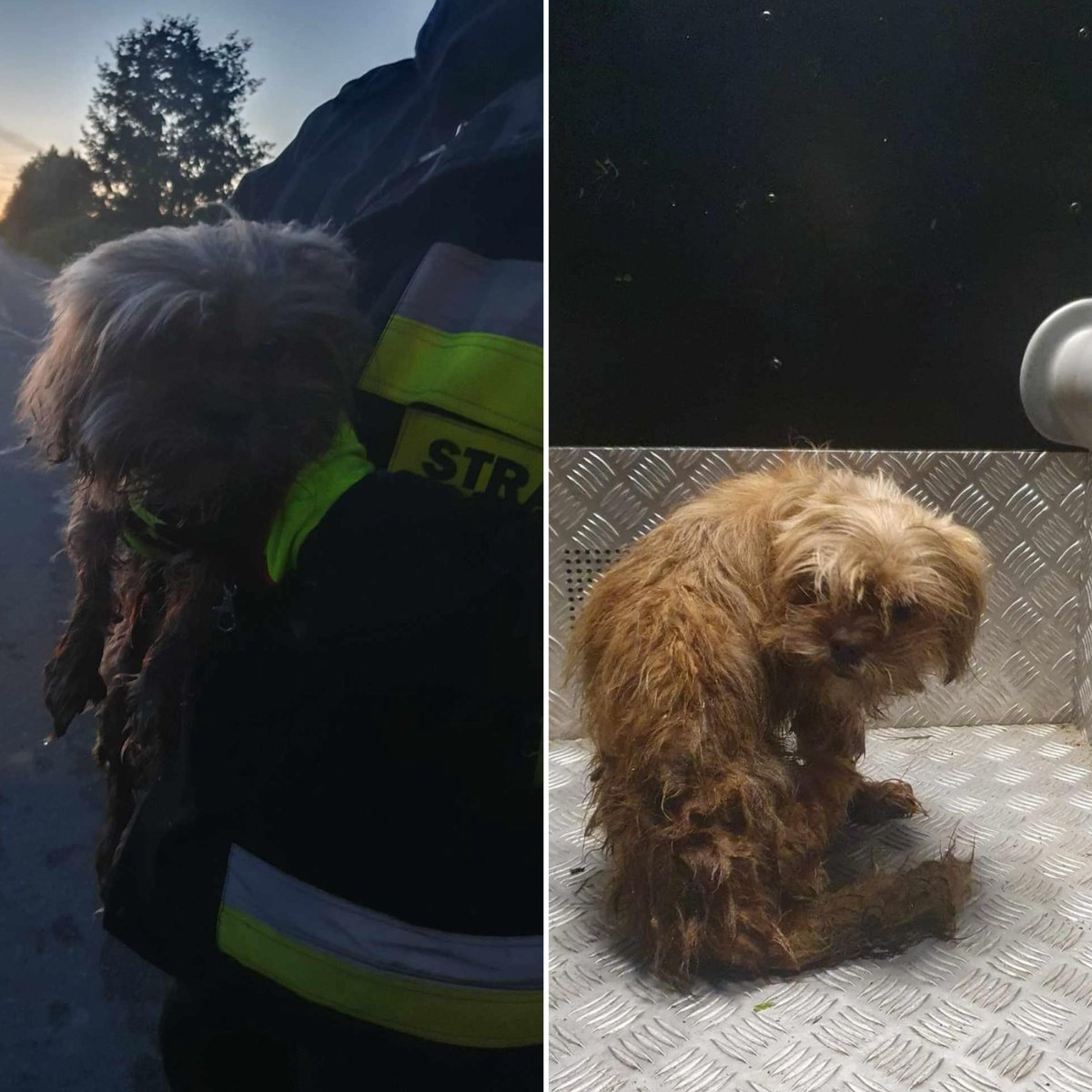 🌐 ᴛʜᴇᴘᴏʟᴀɴᴅɴᴇᴡs 🌐 tweet media