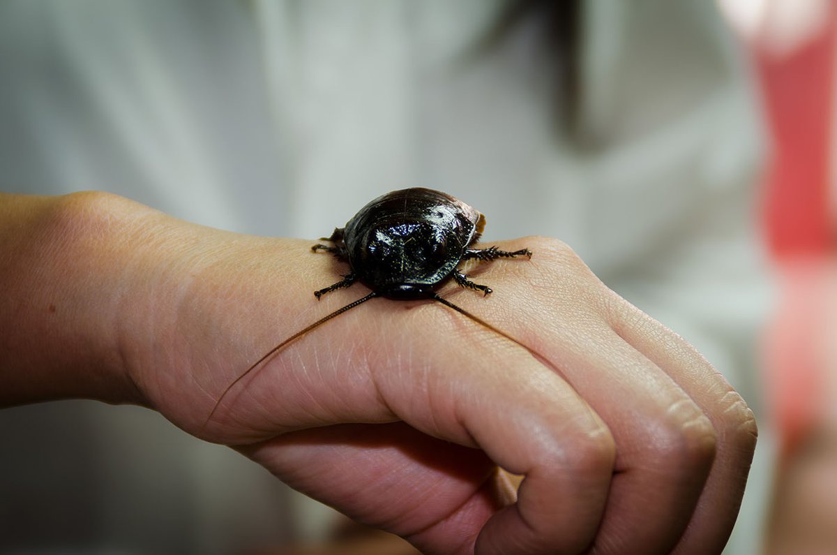 Prensa UNAL - Universidad Nacional de Colombia tweet media