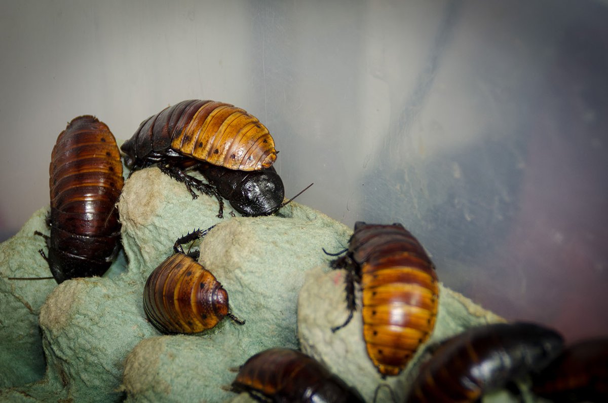 Prensa UNAL - Universidad Nacional de Colombia tweet media