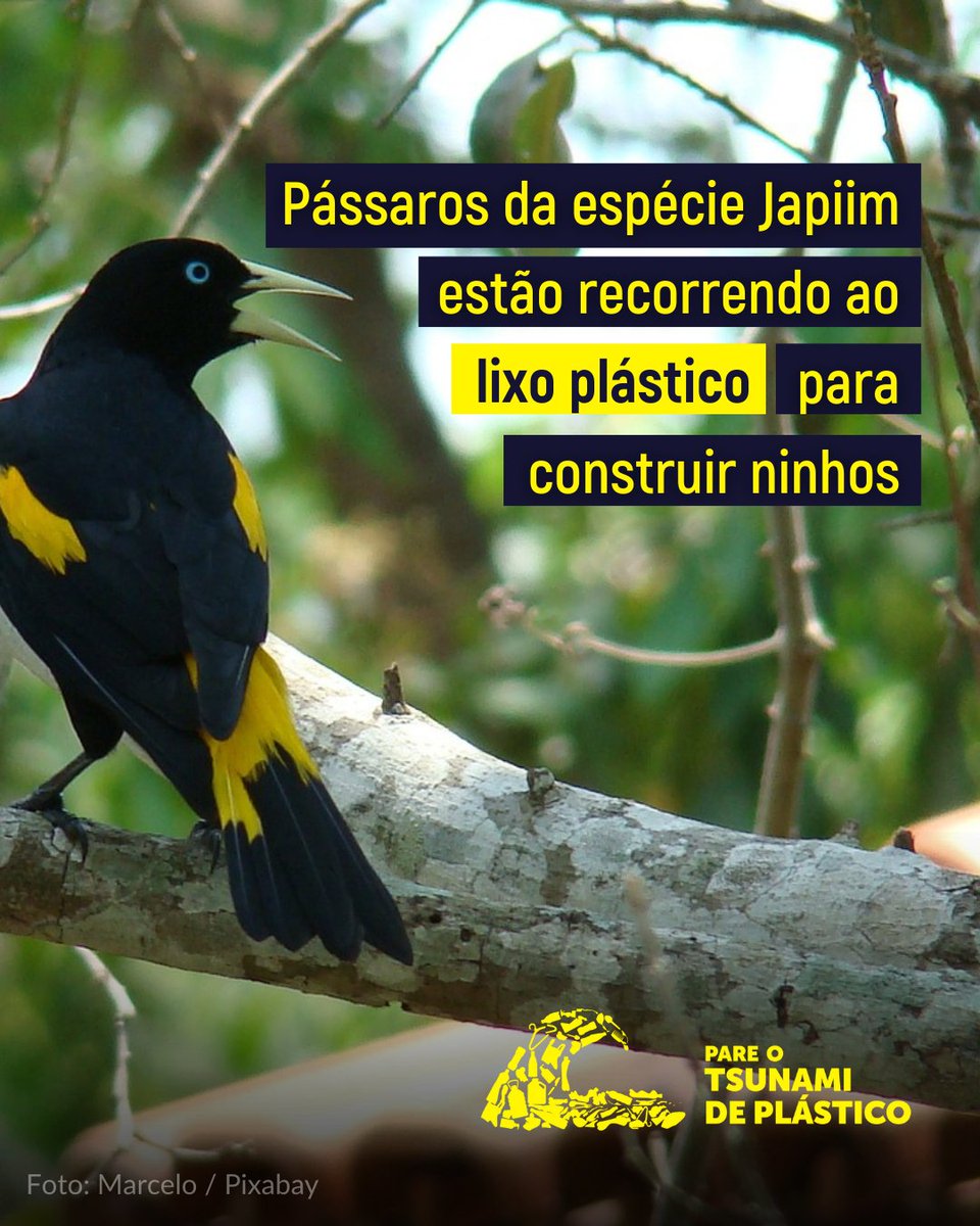 OceanaBrasil's tweet photo. Um estudo realizado pelo Observatório do Lixo Antropogênico Marinho (Olamar) mostrou que fragmentos plásticos estão modificando os habitats naturais e o comportamento de aves no litoral do Amapá. https://t.co/OU31iYKjzD