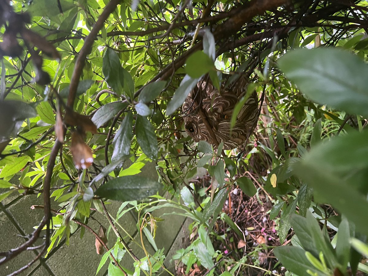beehunterguy's tweet photo. 「庭の木の剪定をしていたら、茂みの中から蜂が飛び出してきて刺された。毎日数匹飛んでいるのを見かける」というお客さん。
調査するとこの通りスズメバチの巣。
どこかわかりますか？
 #蜂の巣  #スズメバチ https://t.co/Ya6V3k18S0