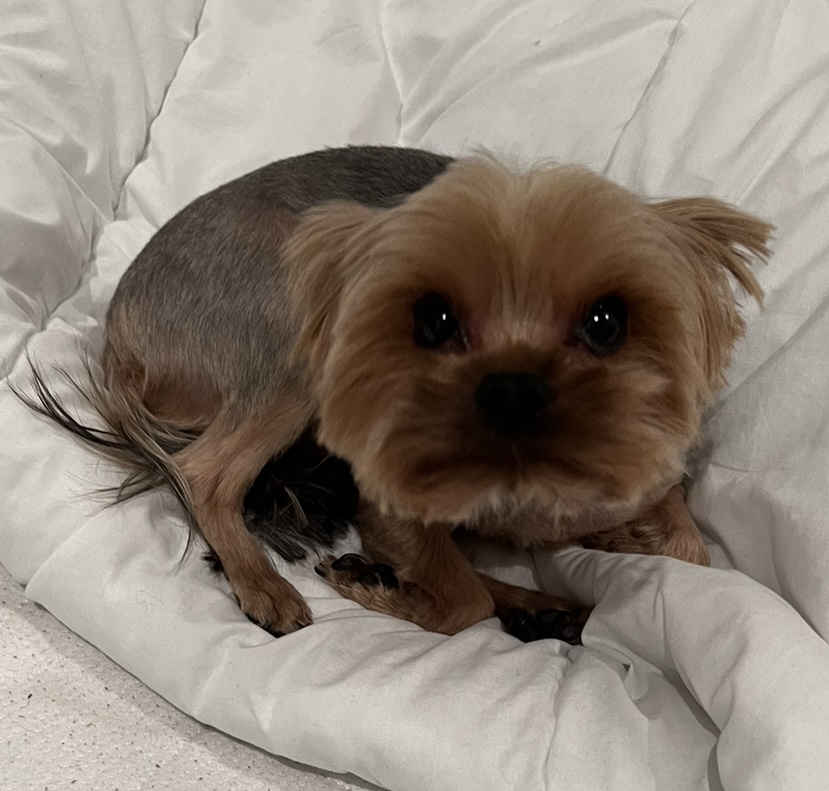 nicki_on_tron's tweet photo. 🔥$Nicki HAS BEEN LAUNCHED🔥: https://t.co/YfdDhRCf7o 
🏅Let's gain 1 mil mc so $Nicki doesn't end up in the shelter. 
🥇1st target - 100k - Nicki goes to the groomer 

 ⚡️Telegram: https://t.co/rBduAxlP0n
 ⚡️Website: https://t.co/SwORaS6I4j https://t.co/FFpfp6FlOR