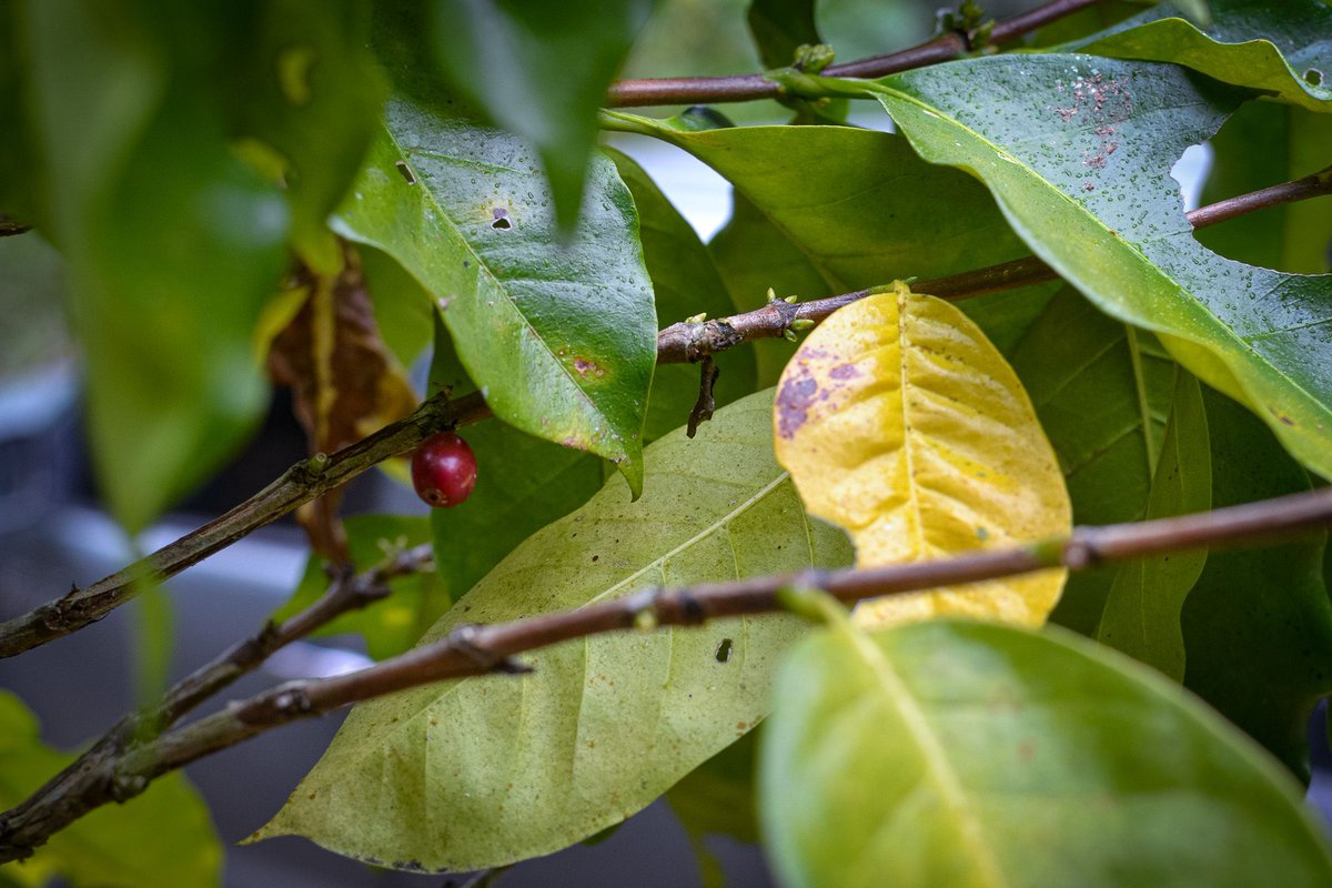 ☕ Support our mission to transform coffee production in Venezuela with regenerative practices. Your donation via Gitcoin Grants can help us create a brighter, more sustainable future. 🌍✨

[Support our Project](buff.ly/46PA9Sy)

#ReFiVenezuela #Web3 #GitcoinGrants
