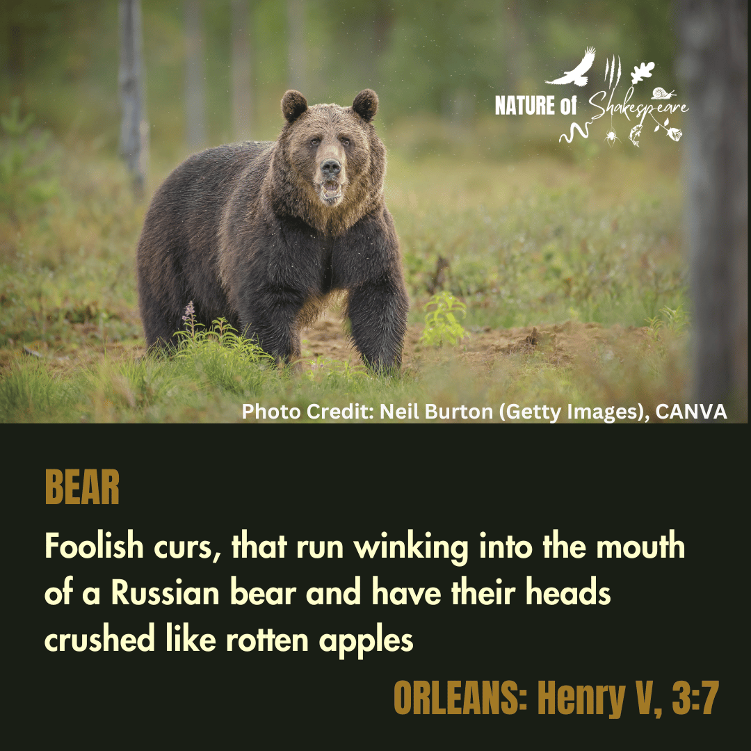 NatureS40430's tweet photo. Shakespeare Species Bear: foolish curs, that run winking into the mouth of a Russian bear. Bears were familiar in Shakespeare's world through the widespread, brutal practice of Bear-baiting. #shakespearespecies https://t.co/DpjfJlZ2xn