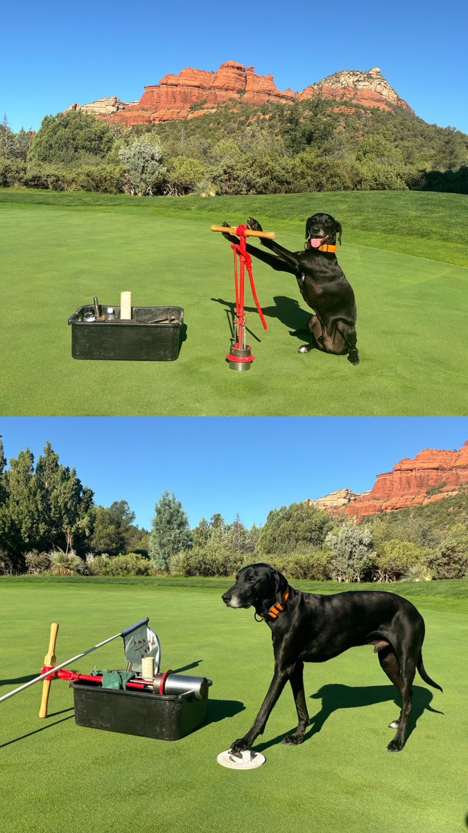 emcaseyturf's tweet image. Hiring in a tourist town is ruff. With both of our interns heading back to school this week, Barley’s going to have to step up and learn some new jobs to help out with morning set up (he might to need to gain some weight to get the cup cutter in the ground)⛳️