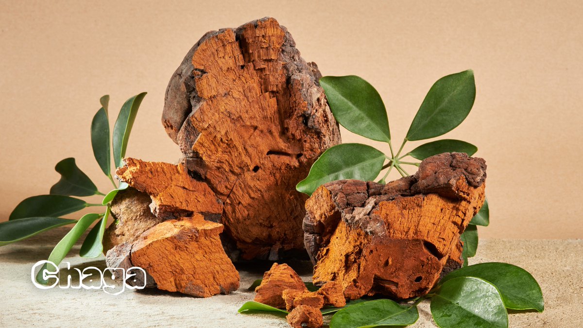 SpiritNature_if's tweet photo. Chaga, unexpectedly is now experiencing its star time. It has had its ups and downs in terms of being treated as a medicinal mushroom in the first place. And now «big pharma» has taken over chaga. And this shows that chaga is not just a medicinal mushroom, but an incredibly medicinal mushroom. And with proven anti-cancer activity.

«Big Pharma» begins to do something that can turn into a drug, if it is absolutely sure of its prospects. Trials of a single drug take 10 to 15 years and cost from 800 million to 1 billion dollars. And if such money is now being invested in chaga, and its research has been going on in all laboratories of the world for the last 3-4 years, it shows that the thing is incredibly promising.