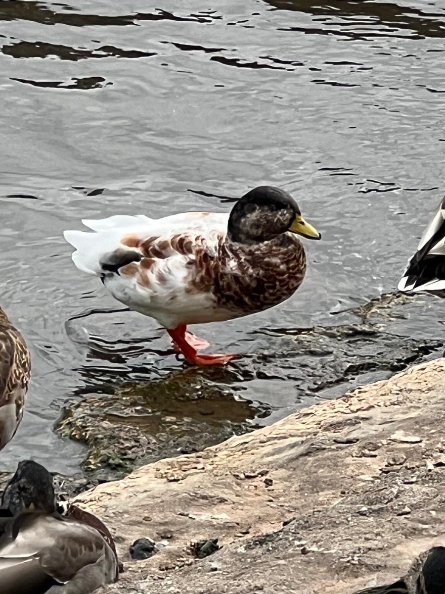 Stephie Richardson (@stephieb1234) on Twitter photo Can anyone tell me what type of waterfowl this is please? South West England. Some say it’s a hybrid, some say leucitic mallard. No one seems to be able to answer for certain.
<a href="/ChrisGPackham/">Chris Packham</a>
<a href="/SteveBackshall/">Steve Backshall</a>
#duckduckgoose #gooseloose #ducksofengland Can anyone tell me what type of waterfowl this is please? South West England. Some say it’s a hybrid, some say leucitic mallard. No one seems to be able to answer for certain.
<a href="/ChrisGPackham/">Chris Packham</a>
<a href="/SteveBackshall/">Steve Backshall</a>
#duckduckgoose #gooseloose #ducksofengland