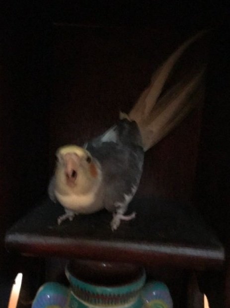 cockaztiel's tweet image. *H I S S*