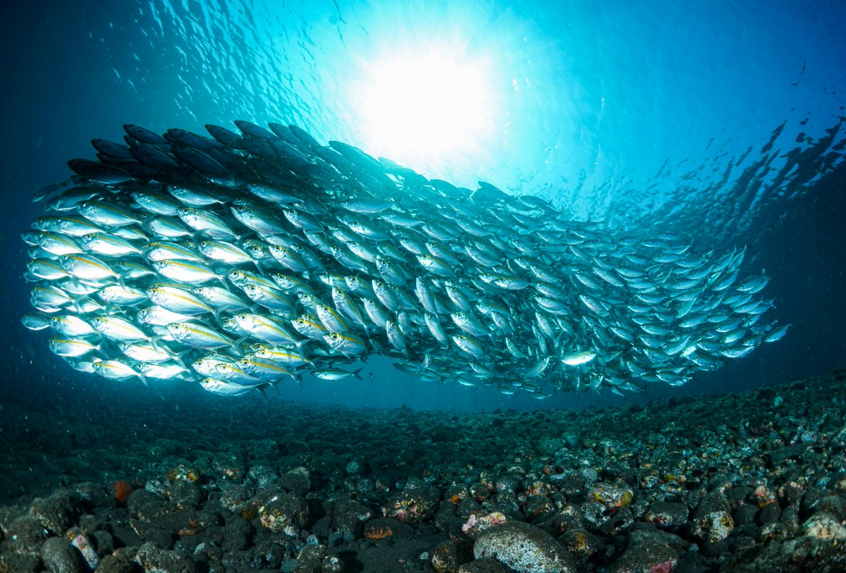 NCAR_Science's tweet image. Ocean model🌊+ plankton model🦠+ fish model🐟= a FINtastic #dataset for the scientific community! To understand how oceanic changes impact marine life, our scientists combined state-of-the-art computer models & the result was a rich, hi-res global dataset.
news.ucar.edu/132973/school-…