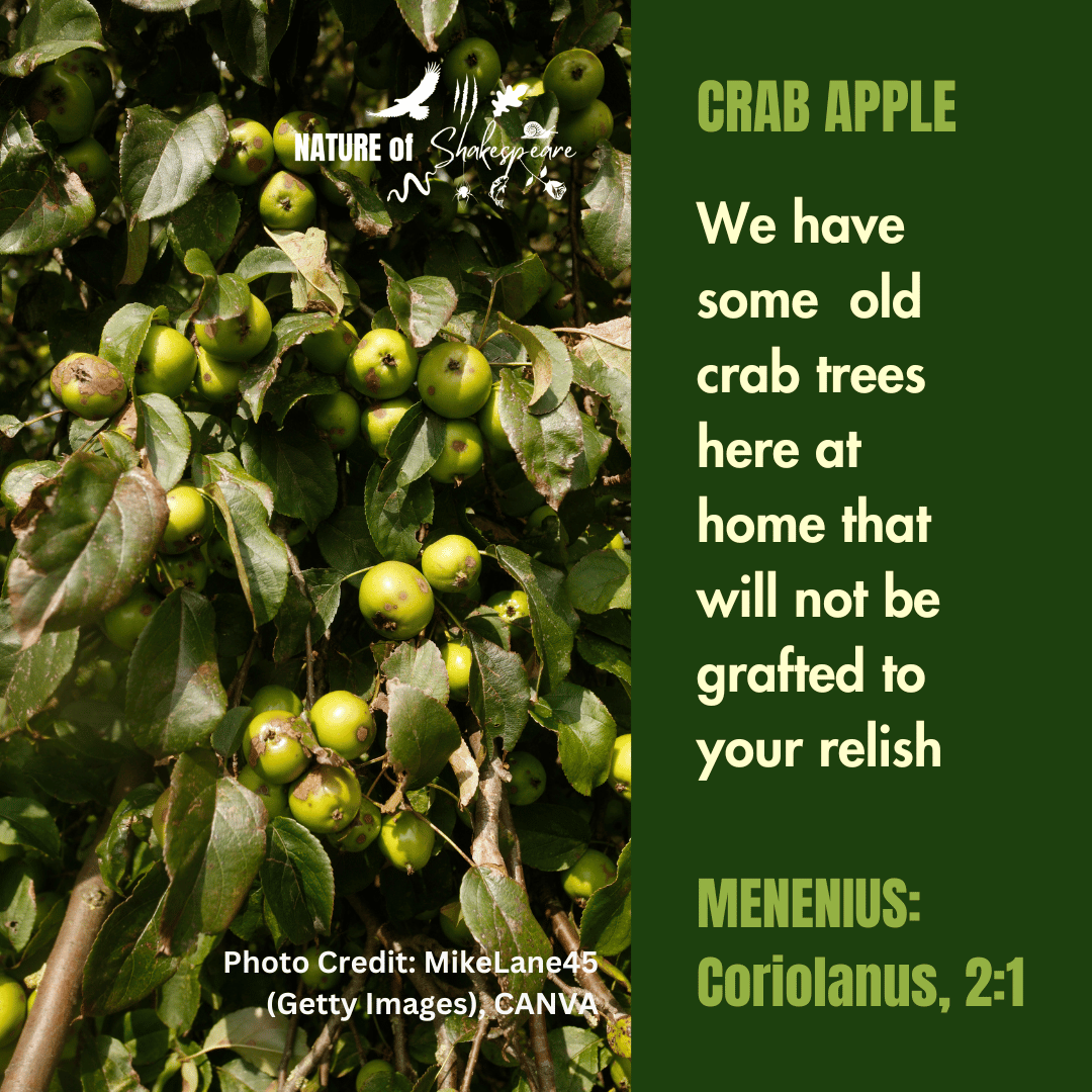 NatureS40430's tweet photo. Shakespeare Species Crab Apple: we have some old crab trees here at home that will not be grafted to your relish. Crab apples are used on several occasion to indicate bitterness of spirit. #shakespearespecies https://t.co/xv3iHxVqcF