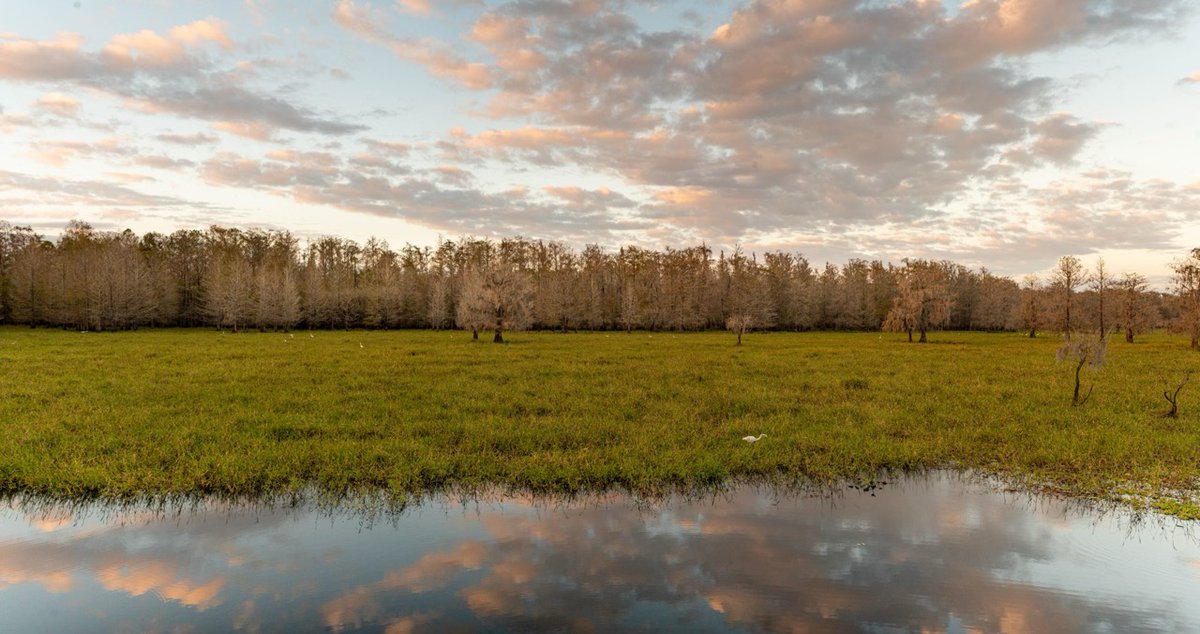 FLConserve's tweet photo. FCG is proud to partner with the @FDACS Rural and Family Lands Protection Program, under the leadership of Commissioner Wilton Simpson, in protecting Florida's agricultural lands. Citrus grower, Ned Hancock, is thankful for the RFLPP. 

Read more: https://t.co/LYryrS6diu https://t.co/5xzKrHWBKn