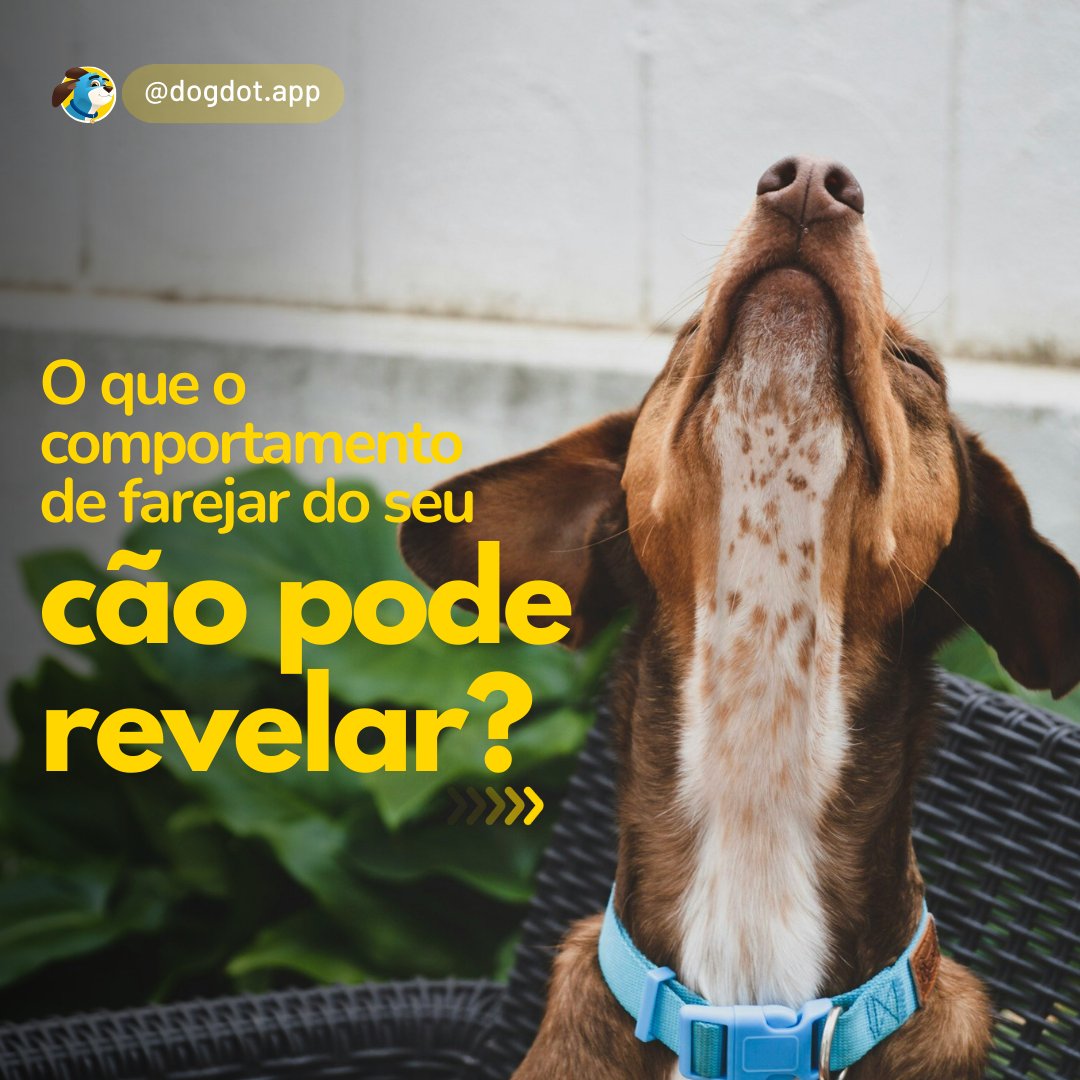 DogDot_app's tweet photo. O uso do olfato atende aos instintos naturais, estimula a mente, ajuda na regulação emocional e contribui para a exploração do ambiente. Além disso, influencia a comunicação social e pode ser uma ferramenta eficaz no treinamento. #dogdotapp #cachorro #adestramento #treinamento https://t.co/DdHl1JQrck