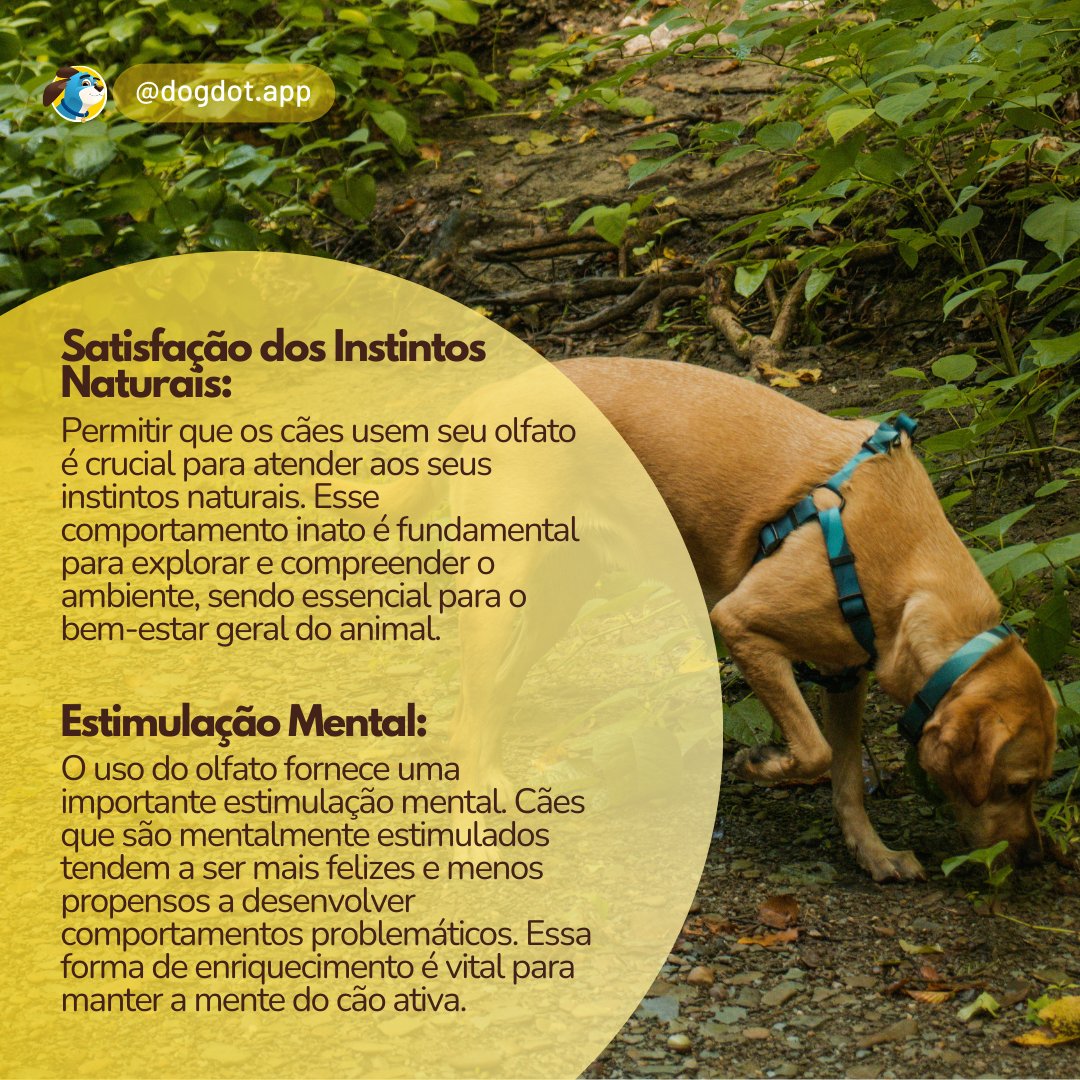 DogDot_app's tweet photo. O uso do olfato atende aos instintos naturais, estimula a mente, ajuda na regulação emocional e contribui para a exploração do ambiente. Além disso, influencia a comunicação social e pode ser uma ferramenta eficaz no treinamento. #dogdotapp #cachorro #adestramento #treinamento https://t.co/DdHl1JQrck