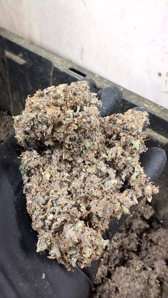 ICC PURPLE EXOTIC SHAKE💜
(Excellent preroll material)
NOT TRIM.

1p for $600