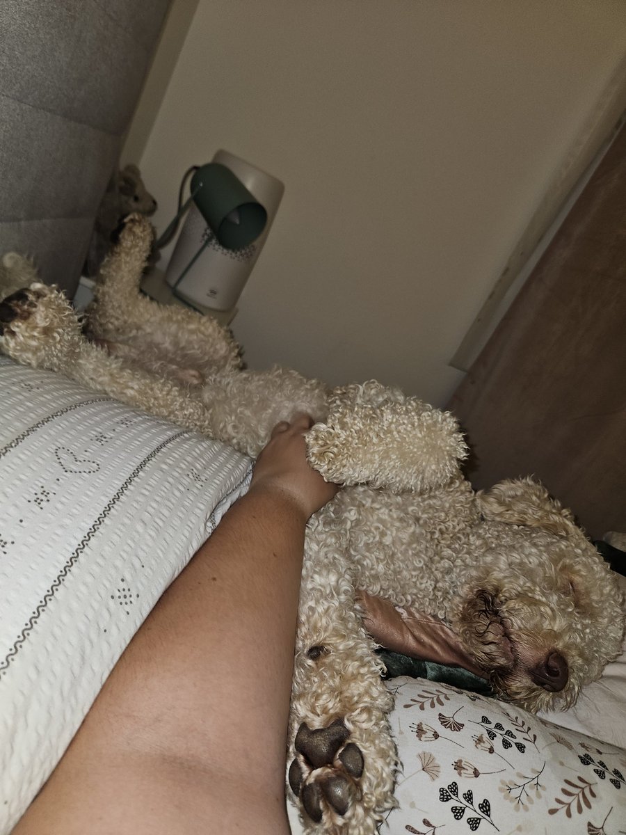 singilus's tweet photo. Lol ia there even anyone still on this app while I continue to not know how to function with a dog? https://t.co/Zc0ZTekRTy
