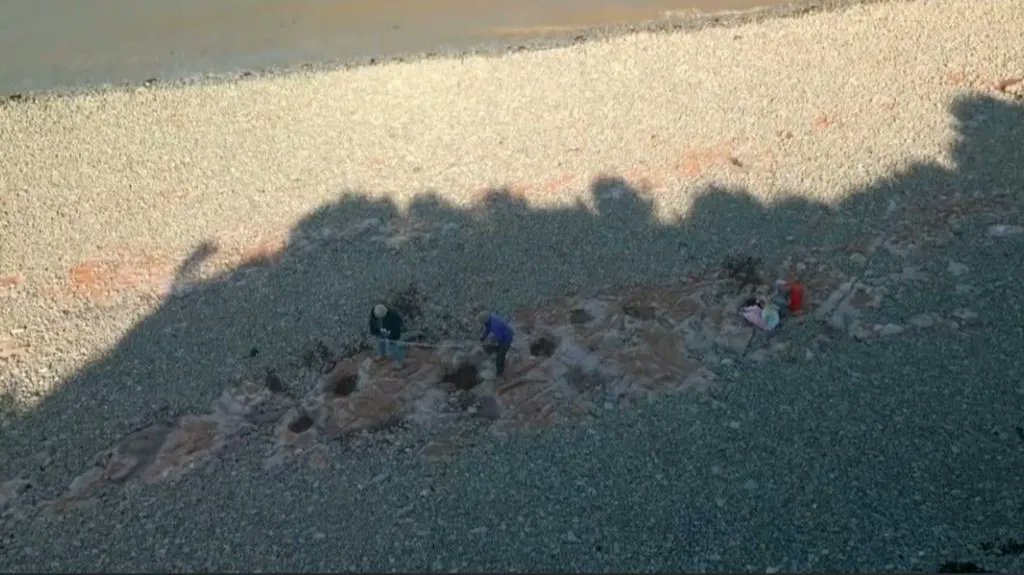 DeArcheoloog's tweet image. Op een strand in Zuid-#Wales heeft een meisje van 10 vijf fossiele #pootafdrukken van een #dinosaurus ontdekt. De afdrukken van ruim 200 miljoen jaar oud uit het late #Trias behoren toe aan een #camelotia, een ca. 5 m lange planteneter met een lange nek.
bbc.com/news/articles/…