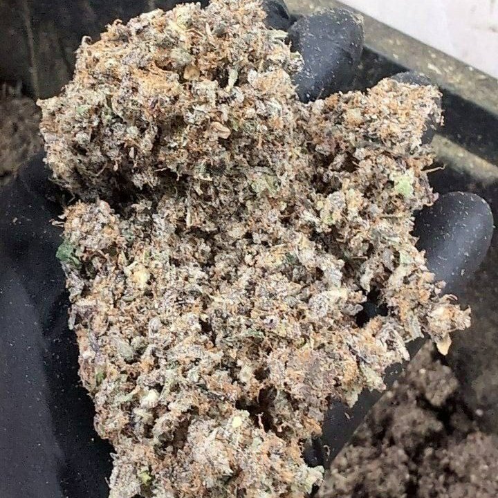 Serving my family the best..
#420friendly, #stonerfarm
Big sales come with an extra pack,,