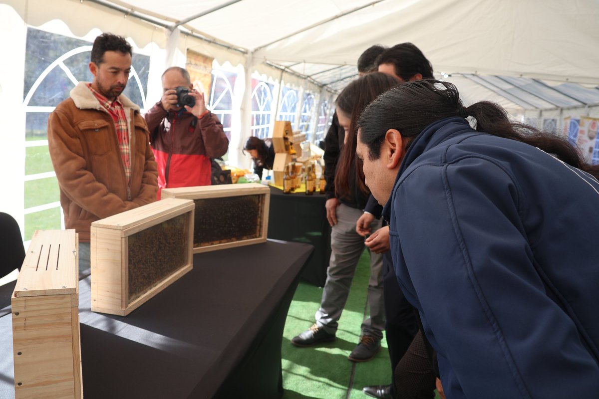EmilioGuerraUA's tweet photo. 🐝 Hoy inauguramos junto a Ignacia Fernández @Sub_Agricultura y #Monachi La Expo Apícola 2024 con exhibiciones, charlas y cata de miel. Desde la  @autonomadechile investigamos las propiedades de los derivados de la miel y beneficios inmunológicos 
#ExpoApícola #Miel #Temuco https://t.co/NtzDvvTx1M