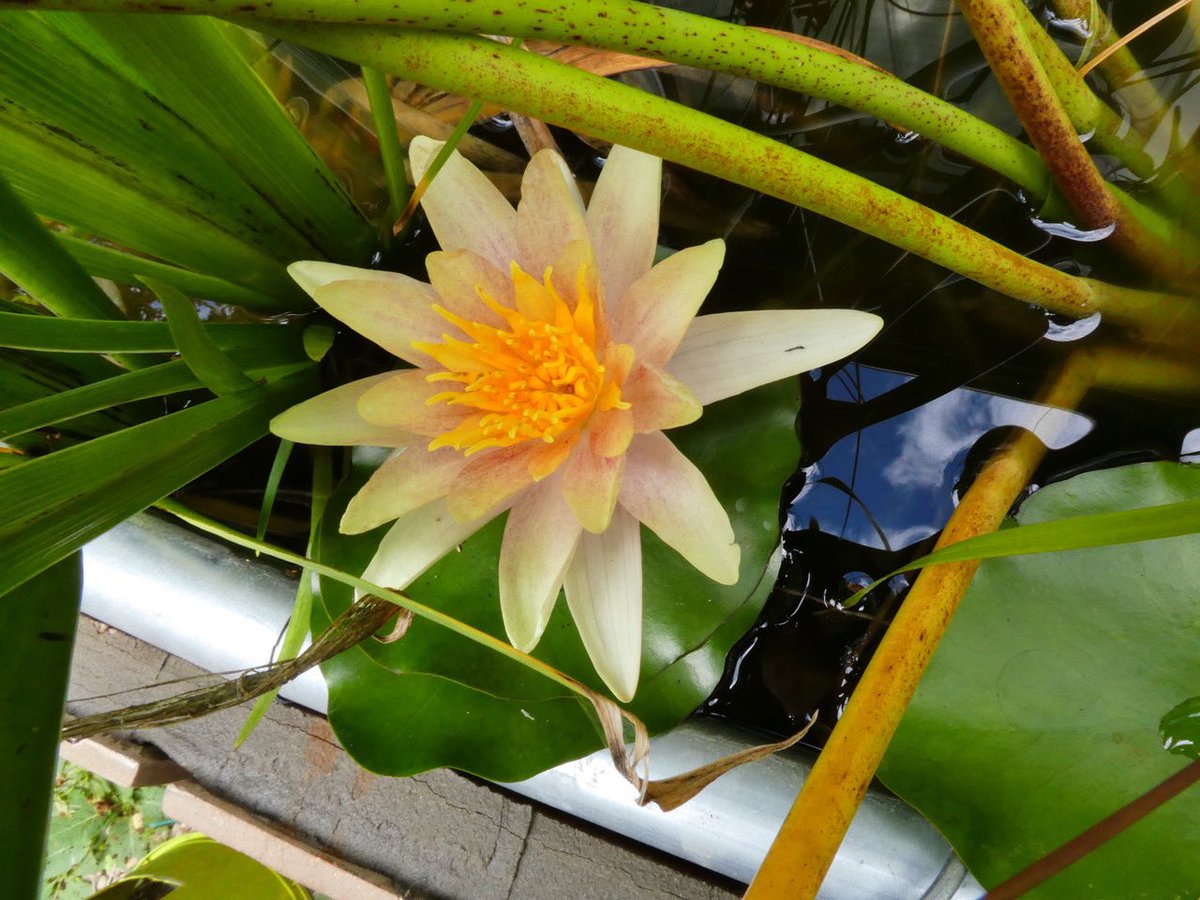 💐🌺🍁🦖🦕🐿🐞🐝🦋🐈🐈‍⬛ tweet media