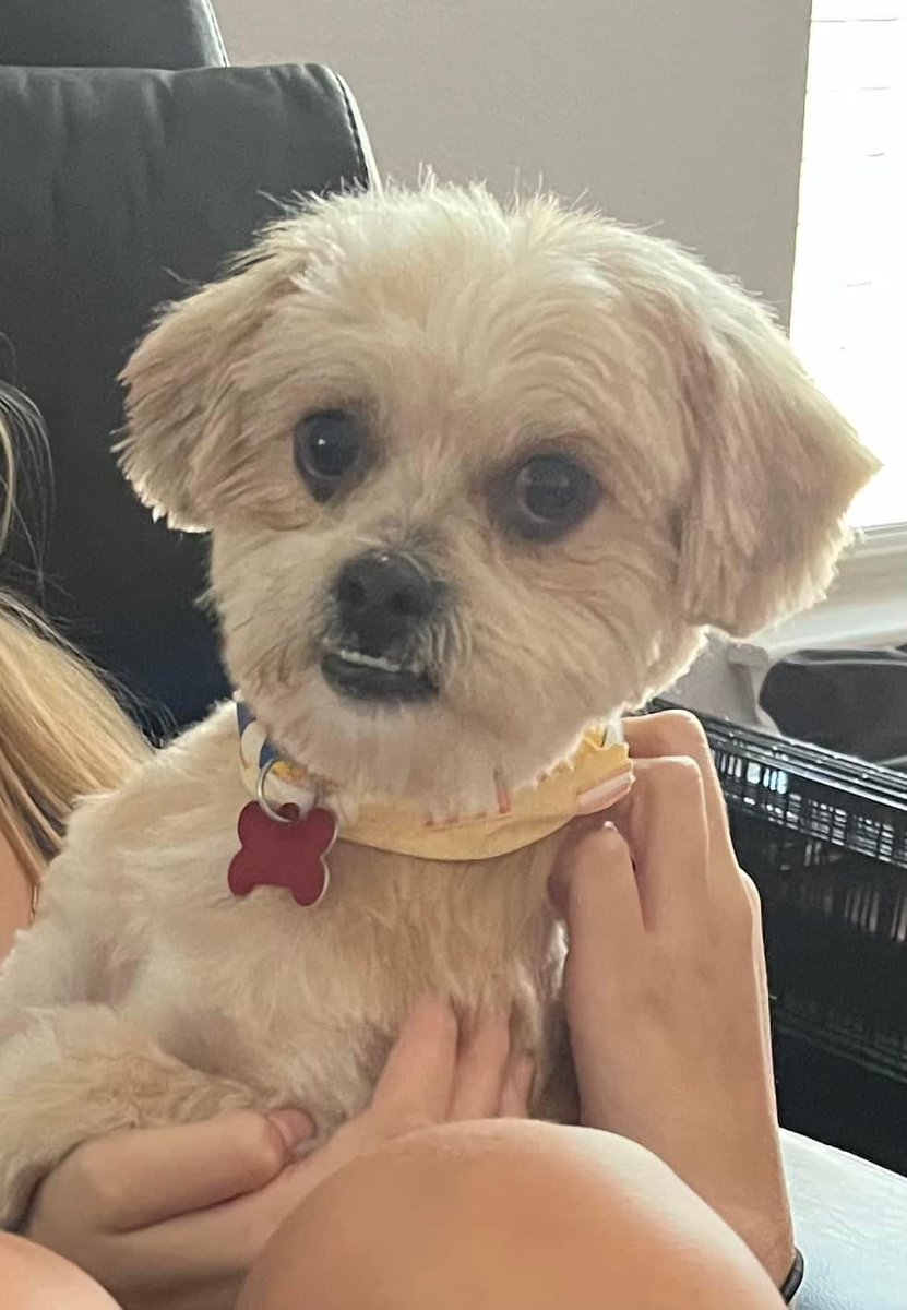 Dallas Dog - Rescue.Rehab.Reform tweet media