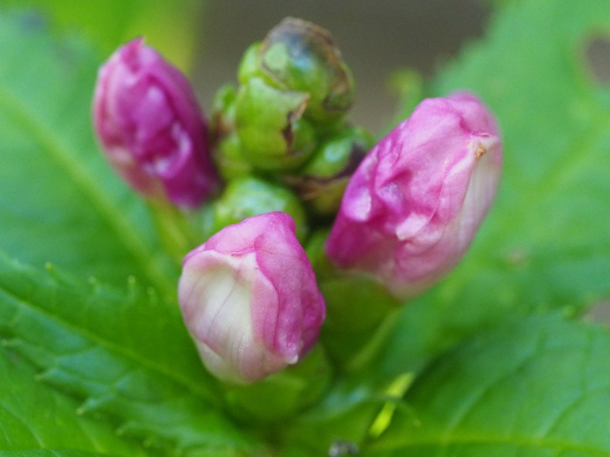 💐🌺🍁🦖🦕🐿🐞🐝🦋🐈🐈‍⬛ tweet media