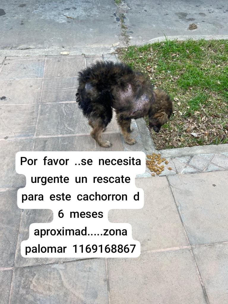 patripeyrou's tweet image. Rt
Urgente