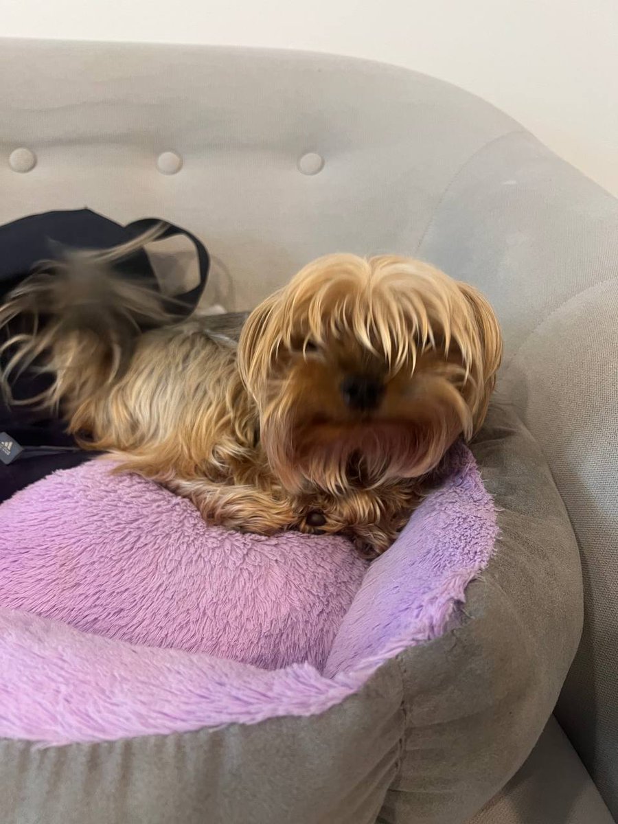 nicki_on_tron's tweet photo. The goals:
1. 100k- groomer (in real need)💈
2. 250k- yearly supply of favorite treats😋
3. 500k- dog trainer to become a well-behaved dog
4. 🥇1m- No shelter🥇
5. 10m-  bitch for sex😎
6. 100m - apartment in his name + a maid for him to enjoy life🫰
All will be filmed &amp; posted🎦 https://t.co/7r1zrVE2OP