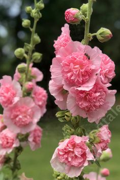 bee_293 tweet picture