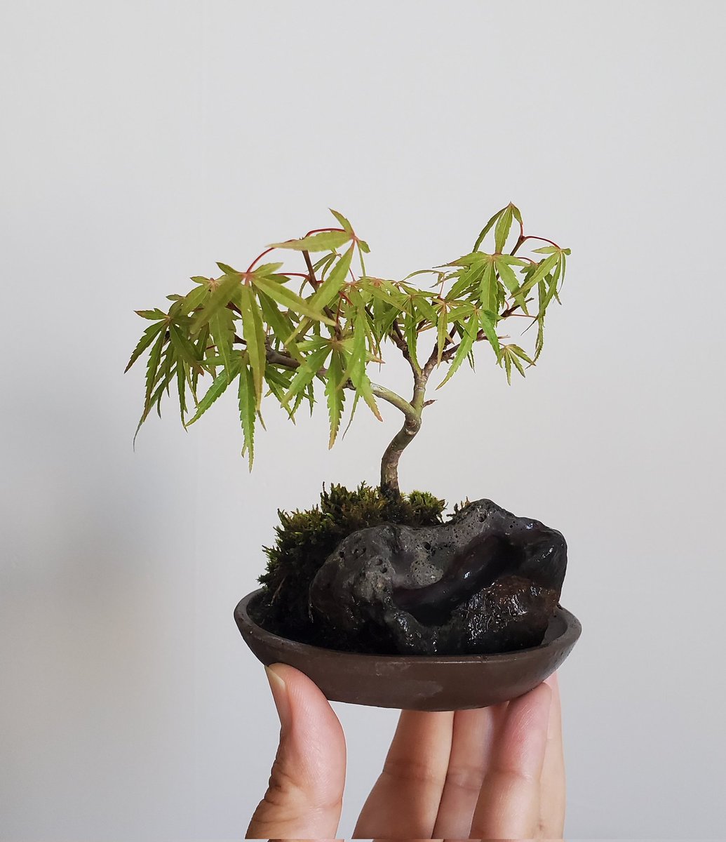 キョヒメモミジ（盆栽）持ち込み古い 盆栽小鉢 モミジ 緑 – Narrative Platform