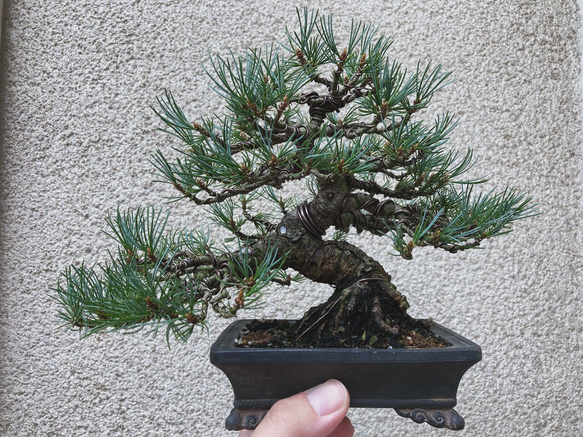 盆栽 吾妻五葉松 実生2年 約100本 数量限定 B 盆栽 吾妻五葉松 松 雨竹