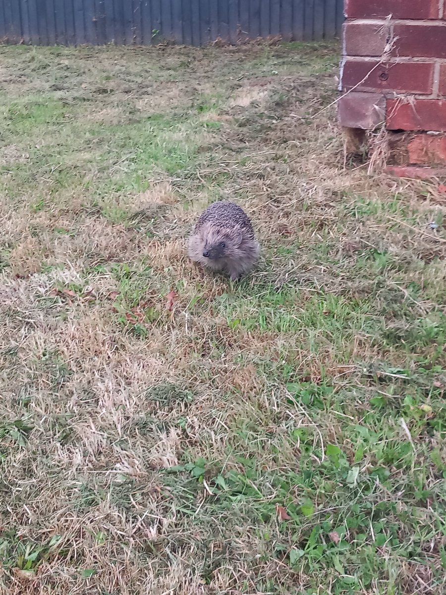 MayorReturns's tweet photo. Came across this absolute unit of a hedgehog yesterday and I'm still not over it. https://t.co/zeBUuZuNiu