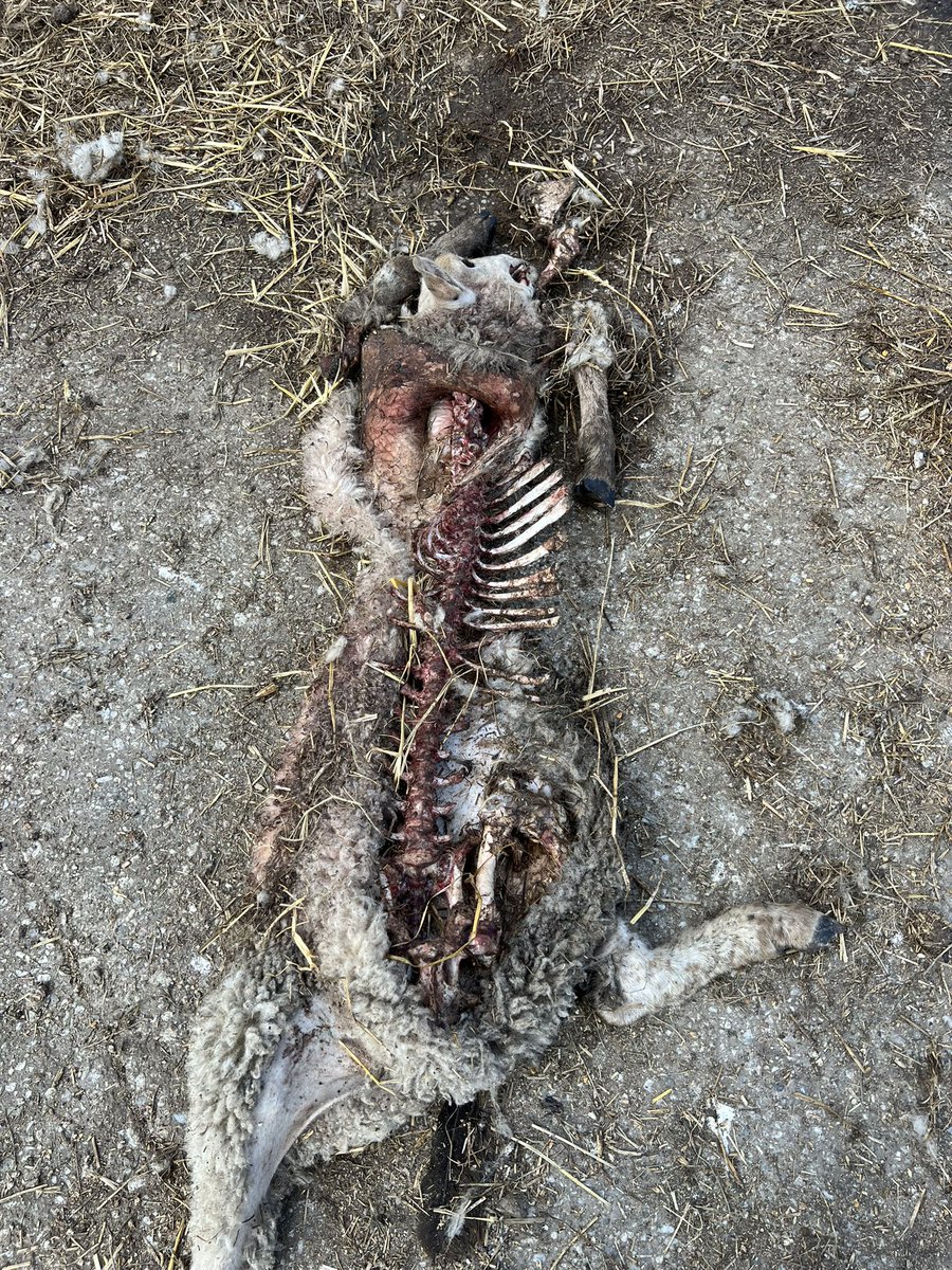 james lewis tweet media