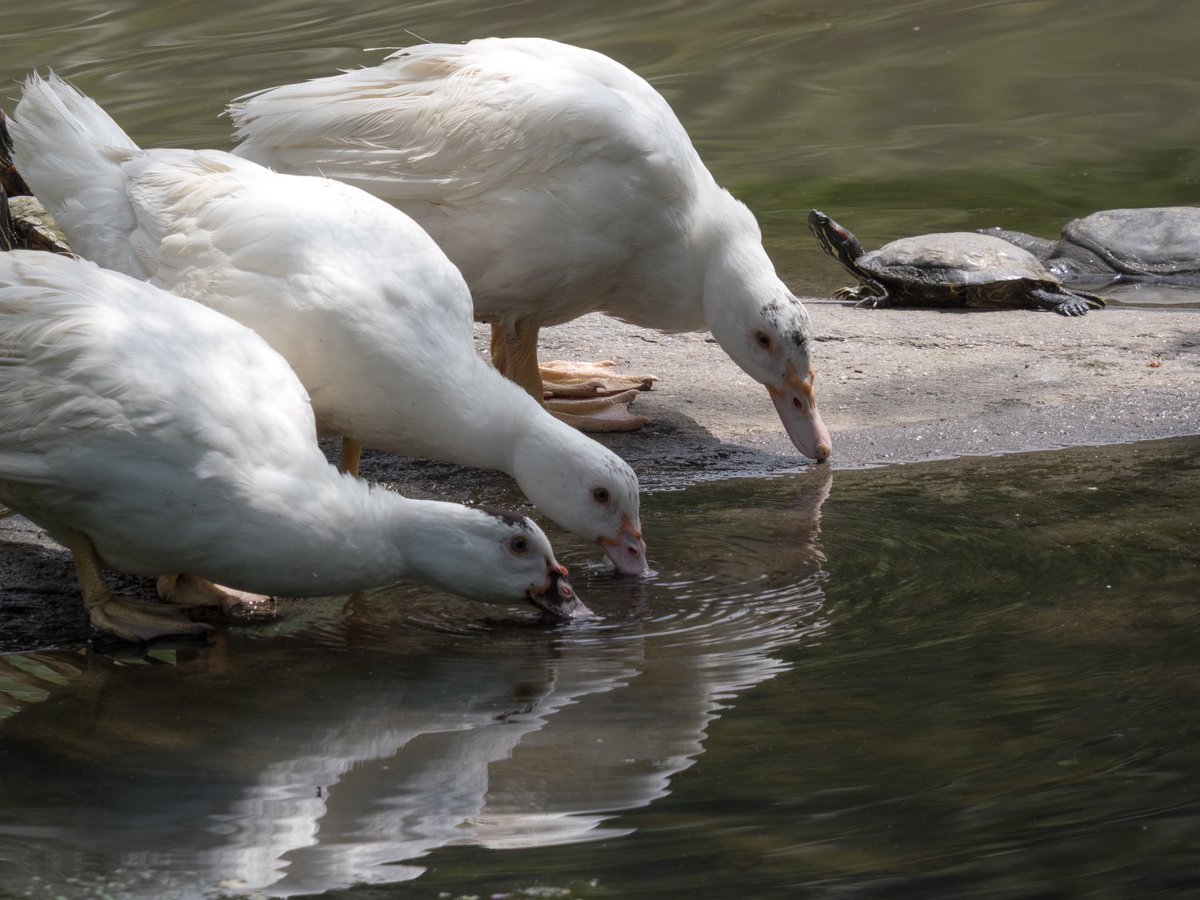 Last night’s conversation with Merlin (bird app): 

M: Snow Goose 

Me: are you sure? (trying a different photo)

M: Snow Goose or maybe a Glaucous Gull or maybe a Swan or ….

I’m going with <a href="/BirdCentralPark/">Manhattan Bird Alert</a>: Recently released domesticated ducks

#birding #birds #birdcpp