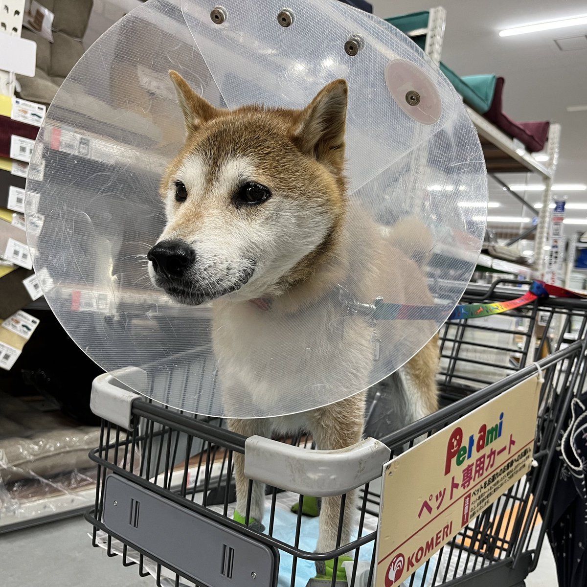 昨日のホームセンターコメリ
#柴犬　#コメリ　#shibainu