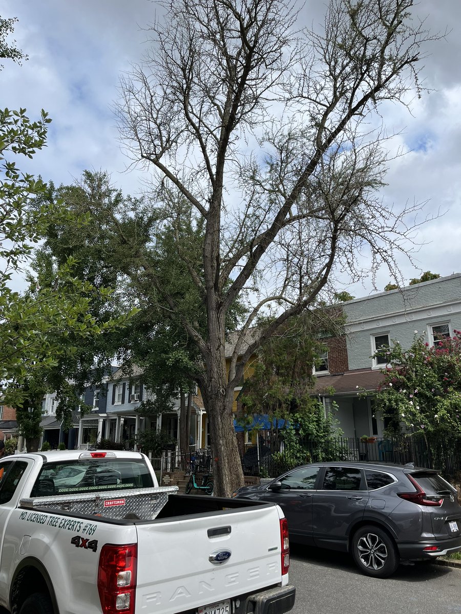 LaylaBonnot's tweet photo. Sad to see this tree taken down today but hopeful for a healthy new one to get planted soon! @DCDPW https://t.co/R5BznO9Rvw