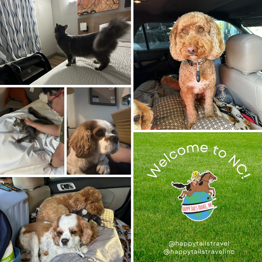 HappyTailsTrave's tweet image. Happy Transport Tuesday! Help us welcome Pishoo, Joli, and Kiko home to North Carolina!!

#happytailstravel #pettravel #cattravel #dogtravel #pettransport #catsofinsta #labradoodlesofinsta #kingcharlesspaniel #dogsofnc #catsofnc #transporttuesday