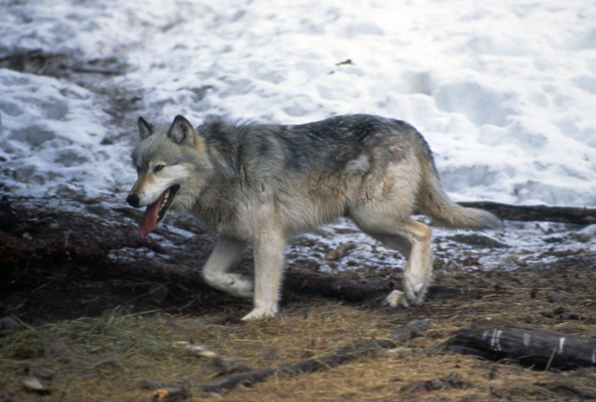 SE_Future's tweet image. Wolf Stories – Part 1 dlvr.it/TC98Wp