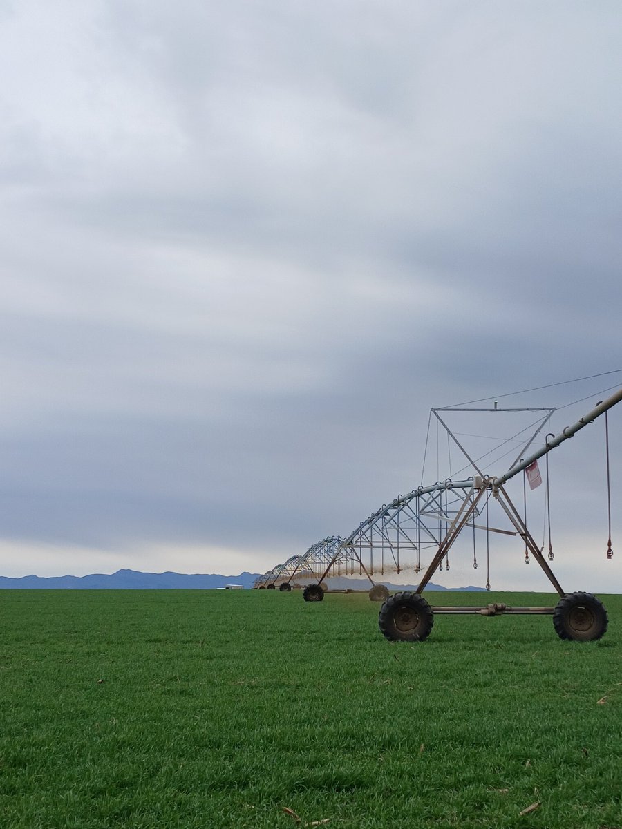 Medición de plantas logradas en Cebada en el ensayo de AAPRESID de la regional de Coronel Suarez. Preparando todo para la primer UPA en Octubre.
En las fotos se ven algunas manchas tipo Spot pero con bajisima incidencia por el momento. 
<a href="/aapresid/">Aapresid</a> #aapresidcoronelsuarez
