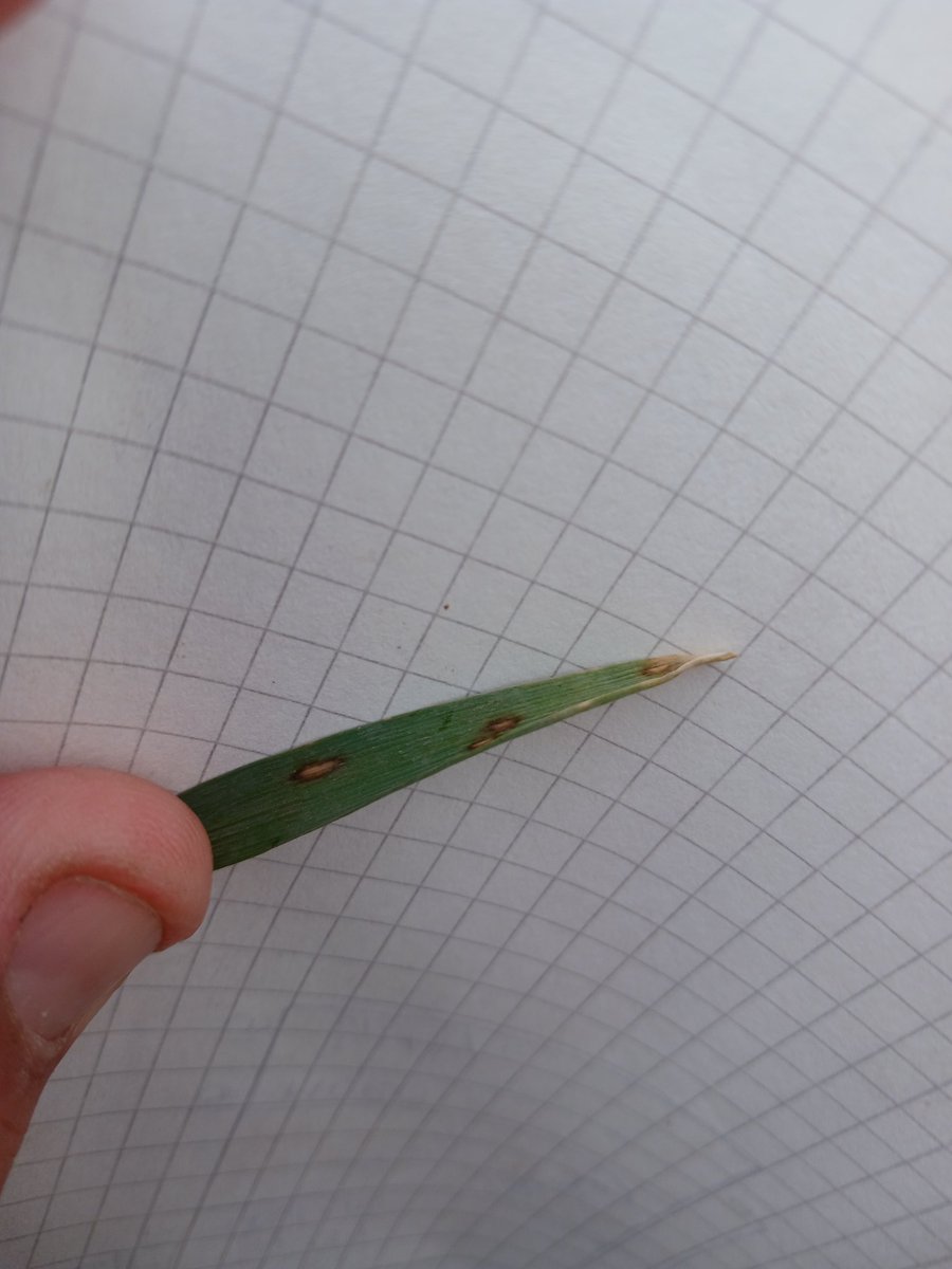 franco_uris's tweet photo. Medición de plantas logradas en Cebada en el ensayo de AAPRESID de la regional de Coronel Suarez. Preparando todo para la primer UPA en Octubre.
En las fotos se ven algunas manchas tipo Spot pero con bajisima incidencia por el momento. 
@aapresid #aapresidcoronelsuarez https://t.co/OlZCOqTykF