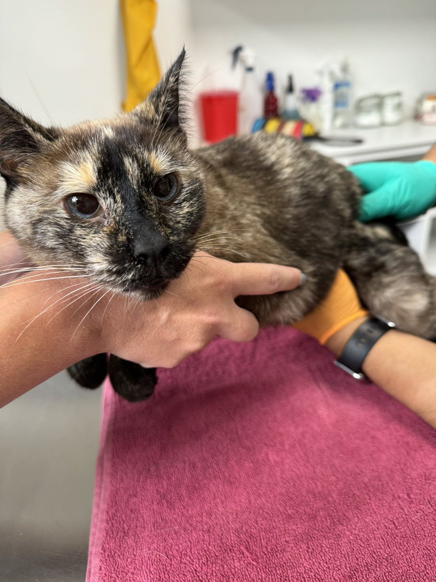 tavodelsol's tweet photo. Vecinos, encontré esta gatita en Heriberto Frias casi esq Miguel Laurent, se ve que era de casa, es “carey” de ojos azules y se ve que ya está viejita. Me ayudan con un RT para ver si aparecen sus dueños? @PoderAG_BJ @En_laDelValle @Delvalle_Quejas @QuiqueTamayoMX @ContciudaDBJ https://t.co/76fTTY0xXW