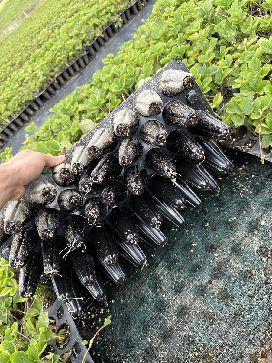 The choice is clear if you want roots every time. RhizoCarbon will never disappoint. Not applying will.