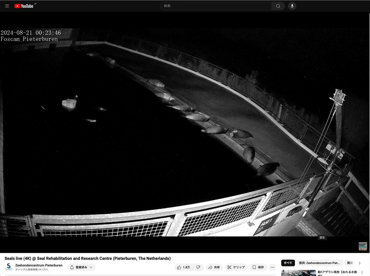 tanyorg's tweet image. 4kで暗視カメラ！と思ったら、Foscamがサポートしてるのか、なるほど。これは宣伝効果バツグンだなぁ。

youtube.com/live/Vjsw42xLD…

#アザラシ幼稚園 #あざらし幼稚園 #Foscam