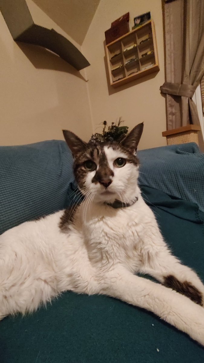 Amitheofficecat's tweet image. My bowl is empty.  Someone do something about that post haste.
#Cats #OldCats #FoodNow