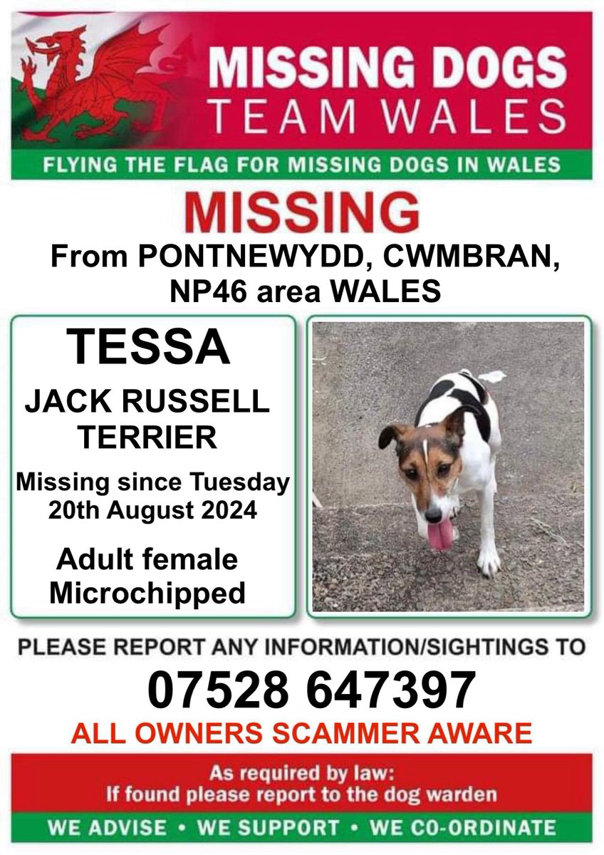 missingdogwales's tweet photo. ‼️SIGHTINGS NEEDED PLEASE ‼️
🔻TESSA AN ADULT FEMALE #JACKRUSSELLTERRIER IS MISSING FROM #PONTNEWYDD AREA #CWMBRAN #NP46 #WALES
SInce Tuesday 20th August 🔺️
Please call the number on this poster asap if you see Tessa ⬇️ https://t.co/pOnl3Oolif