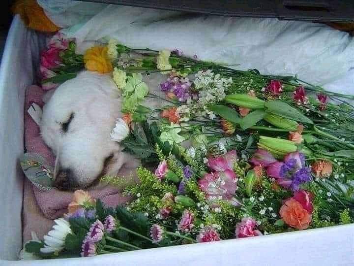 Happy Dog tweet media