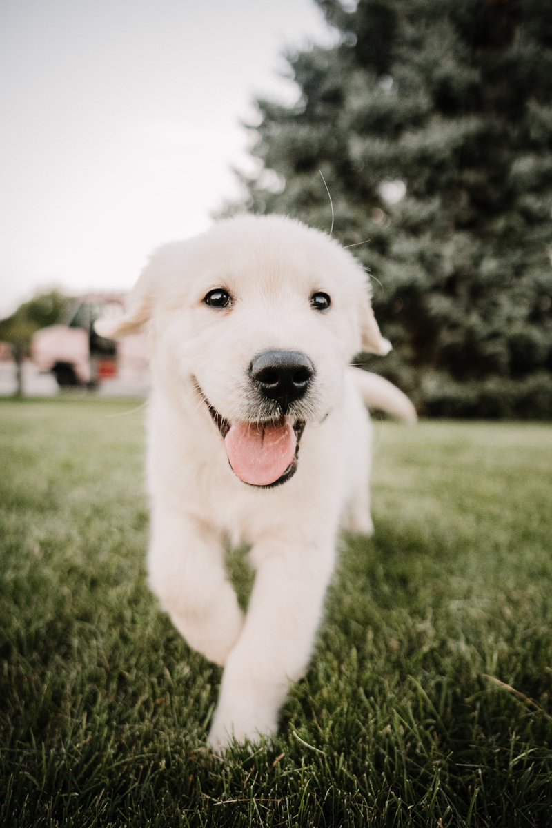 RJ__Studios's tweet photo. Parents got a new pup, second pic looks AI generated 😂
Promise it’s not, just a real good boy. https://t.co/XCzJ5jnh2B